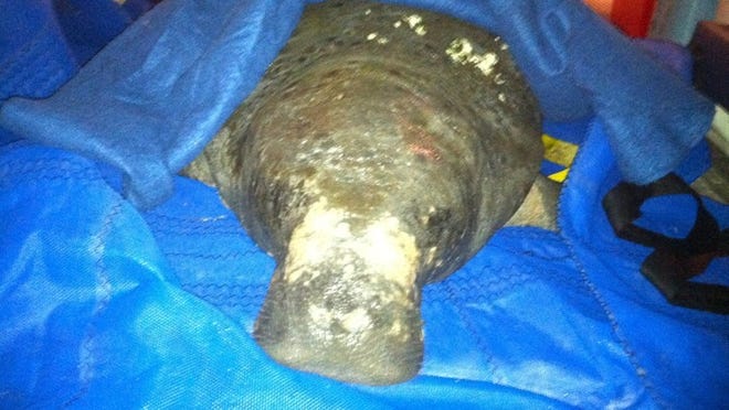 Sick manatee rescued on Saturday.