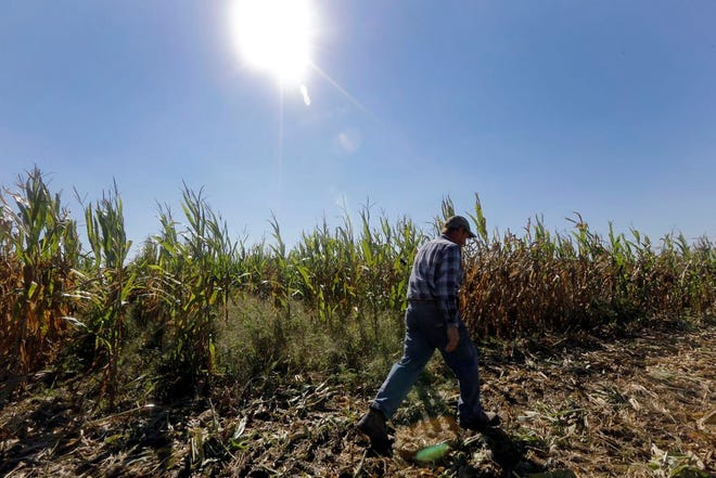 In this Oct. 16, 2013 file photo, Larry Hasheider walks along one of his corn fields on his farm in Okawville, Ill. Cuts in food stamps, continued subsidies to farmers and victories for animal rights advocates. The massive farm bill heading toward final passage this week has broad implications for just about every American from the foods we eat to what we pay for them. Five things you should know about the legislation. (AP Photo/Jeff Roberson, File)