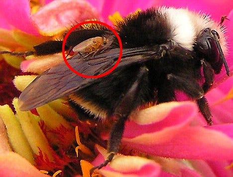 A fly known as Apocephalus borealis (circled) has been terrorizing the bee population in ways you've probably never imagined.