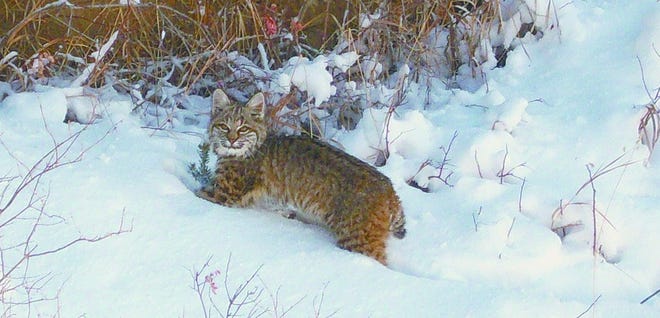 Bobcat hunting and trapping may be banned in California if the California Fish and Game Commission follows recommendations from the Humane Society of the United States and Project Coyote.
