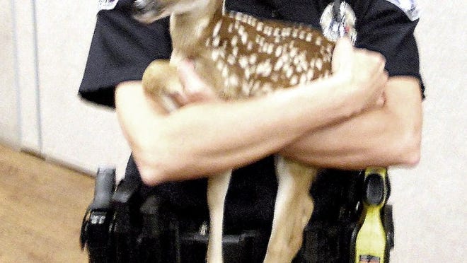 Lakeway Animal Protection Officer Andrea Greig cradles a fawn after a presentation to the Lakeway Citizens Police Academy in 2013 at Lakeway Activity Center. Photo courtesy of city of Lakeway.
