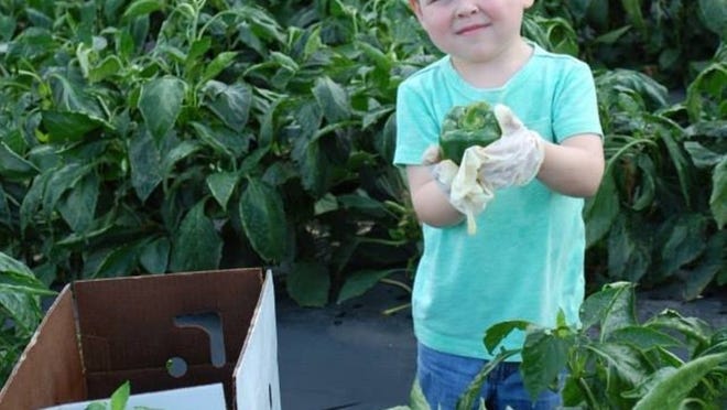 Julian Angle, a 3-year-old Rosarian Academy student, finds a green pepper during a recent gleaning project. A team of 70 from the school community picked about 9,000 peppers that were delivered to the Palm Beach County Food Bank and then distributed to about 100 local agencies and shelters that feed the hungry in the community.