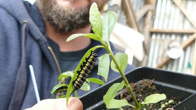 Jay Beard, of Lone Star Nursery, holds a milkweed plant with a caterpillar, which will one day become a monarch butterfly.