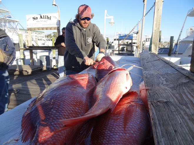 During the first week of the pilot program for the headboats, which kicked off Jan. 1, the Sweet Jody brought in some big red snapper. Deckhand Clifton Cox had his hands full cleaning the snapper.