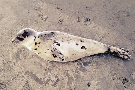 This juvenile harp seal made a brief stop to rest at Hampton Beach State Park recently. Harp seals give birth from mid-February to March and haul out on to the beach to rest, nurse and soak up the sun.