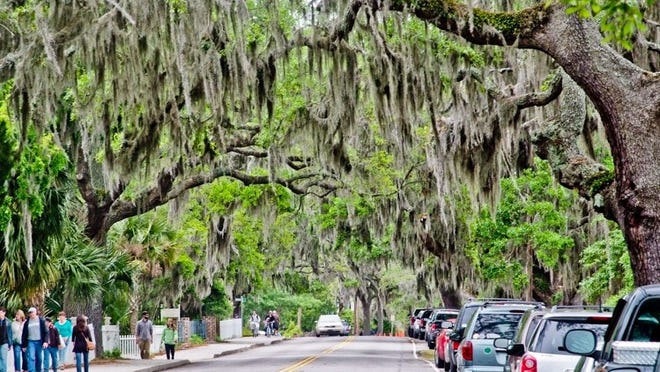 Moss-draped oaks makes shady canopies over Beaufort’s streets. Photo courtesy of the Beaufort Chamber of Commerce