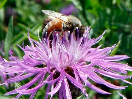 In this July 5, 2011 file photo, a bumblebee alights on the bloom of a thistle in Berlin, Vt.