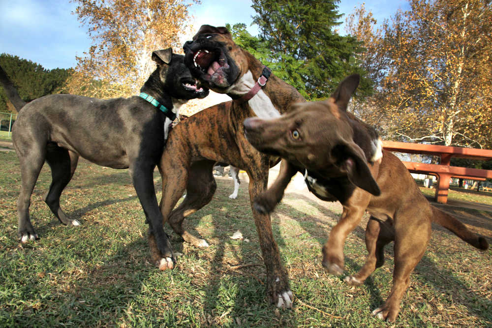 Is Roughhousing With Your Dog Bad Is Roughhousing With Your Dog Bad