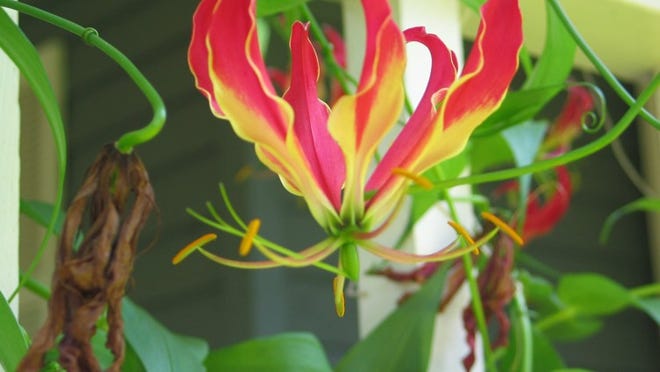 Gloriosa lilies start climbing the porch rail in the spring.