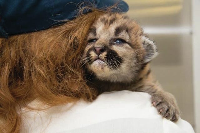 One of three cougar cubs headed to the N.C. Zoo is held by an Oregon Zoo keeper. (Oregon Zoo photo)