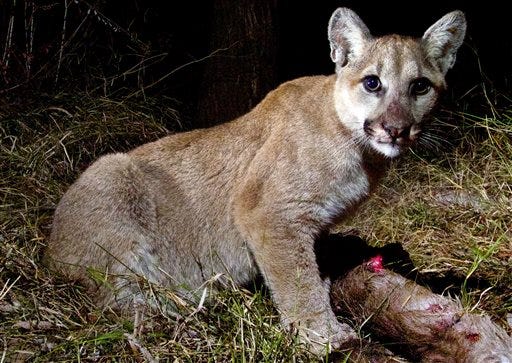 This Thursday Feb. 20, 2014 photo released by the National Park Service shows pictures taken by a remote camera in the Santa Monica Mountains National Recreation Area that recently captured photos of a mountain lion identified as P-13 and her 10-month-old kittens, P-28 and P-30, feeding on a kill in Malibu Creek State Park, Calif. The three of them spent two nights sharing their meal of mule deer. (AP Photo/National Park Service)
