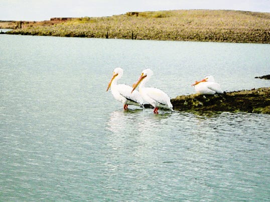 White pelicans take it easy at Lake Camanche.
