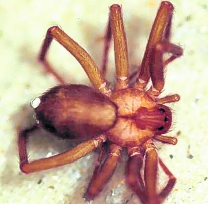 Spider Bite That Killed Son Serves As Warning