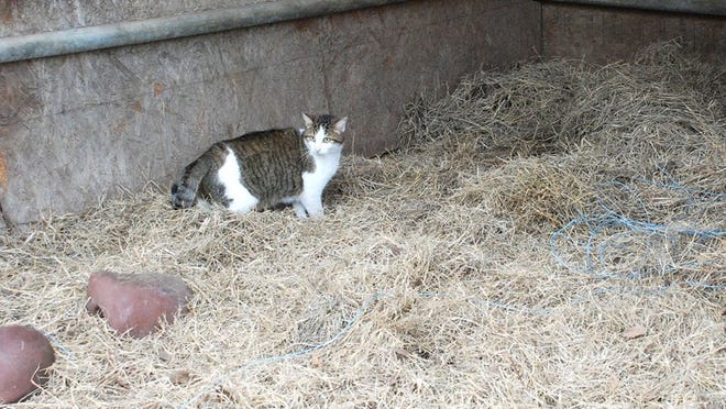 Bastrop County residents and Austin Pets Alive can work together to save the lives of feral cats through a barn cat program.