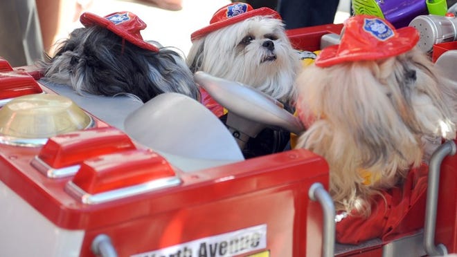 Laura Souza’s three dogs — Giselle, Leonardo and Gianna — are dressed as fire-fighters for the “Worth Avenue Fire Department” during the Worth Avenue Pet Parade.