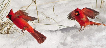 Male cardinals, one of the most easy-to-recognize birds in North America, offers a brilliant contrast to this March snow.