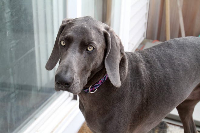 Liberty, a Weimaraner, woke his owner, Edward Fontaine, after a fire had started in his bedroom at 45 White Ave. in the Riverside section of East Providence.