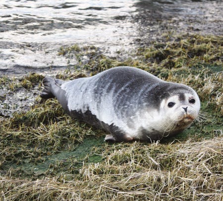 The first harbor seal sighted this year died Sunday at the University of New England in Biddeford, Maine.