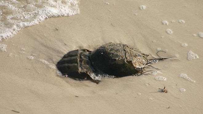 Horseshoe crabs have been spawning for millions of years and Florida beaches in spring are a favorite hot spot, particularly at high tide just before, during or after a full moon.