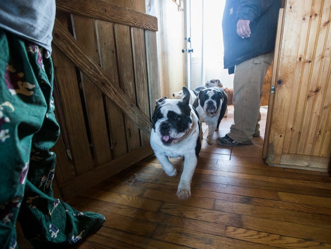 Four of the 12 English bulldogs run back into the house after playing outside Thursday, March 13, 2014, at Old Style Kennels in Capron. The business, owned by Richard and Anne Williams, has been breeding English bulldogs for more than 20 years.