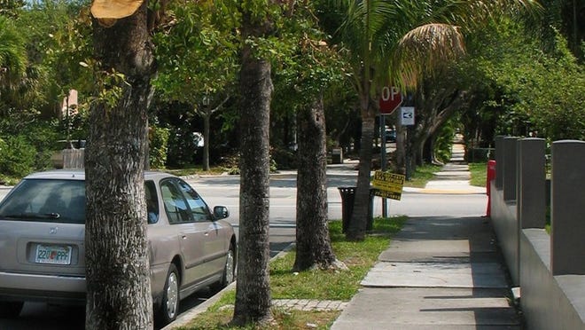 Defined as removing more than a fourth of a tree’s canopy, so-called “hatracking” is illegal in Palm Beach County. Photo by Kaki Holt
