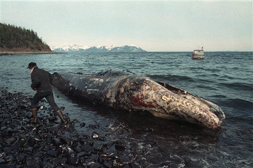 In this photo taken April 9, 1989 file photo, a local fisherman inspects a dead California gray whale on the northern shore of Latouche Island, Alaska. The whale was found over the weekend in the oil-contaminated waters of Prince William Sound. Wildlife experts later determined that the whale had died before the Exxon Valdez oil spill occurred on March 24. Nearly 25 years after the Exxon Valdez oil spill off the coast of Alaska, some damage heals, some effects linger in Prince William Sound. (AP Photo/John Gaps III, File)