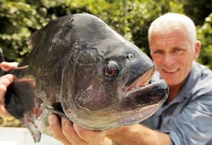 Jeremy with a Black Piranha | Photo Credits: James Bickersteth/Animal Planet