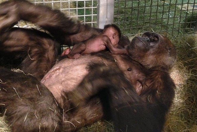 In this photo taken on Monday, March 24, 2014, and provided by the San Diego Zoo Safari Park, a 12-day old baby gorilla is physically introduced to her mother, Imani, for the first time at the San Diego Zoo. The zoo says the infant female gorilla was successfully treated for pneumonia after a cesarean section delivery on March 12. (AP Photo/San Diego Zoo Safari Park, Matt Gelvin)