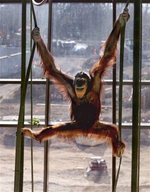 Rocky swings as the local media tour the International Orangutan Center at the Indianapolis Zoo, Thursday, March 20, 2014, in Indianapolis. The official opening of the center will be on Memorial Day weekend. (AP Photo/The Indianapolis Star, Matt Kryger)