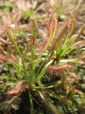 Sticky glands cover the leaf surfaces of this member of the carnivorous Drosera, also known as sundews.