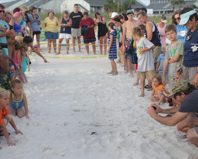 A baby loggerhead sea turtle reaches the finish line after crawling from his nest in August 2013.