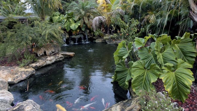 View of a koi pond in Kevin Homer’s backyard in Osceola Park in Delray Beach. Homer added the pond and the filtration system to the property at a cost of $10,000. (Bill Ingram / Palm Beach Post)