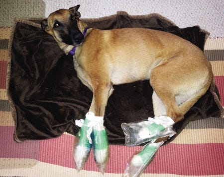 Annie, a 3-year-old Belgian Malinois, is home after a two-day misadventure in Kittery, Maine, and Portsmouth.