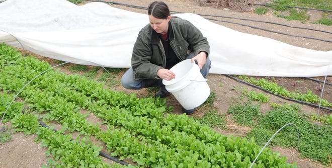 Heidi Secord harvests arugula from the greenhouse at Josie Porter Farm on Friday, March 28, 2014.