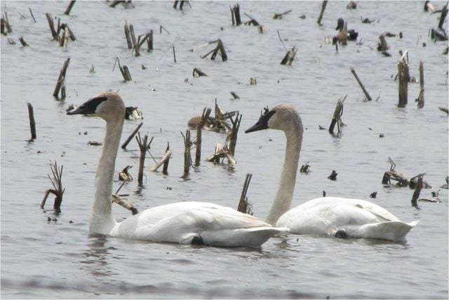 Nature’s View: Trumpeter Swans: Making a return to Iowa’s wetlands