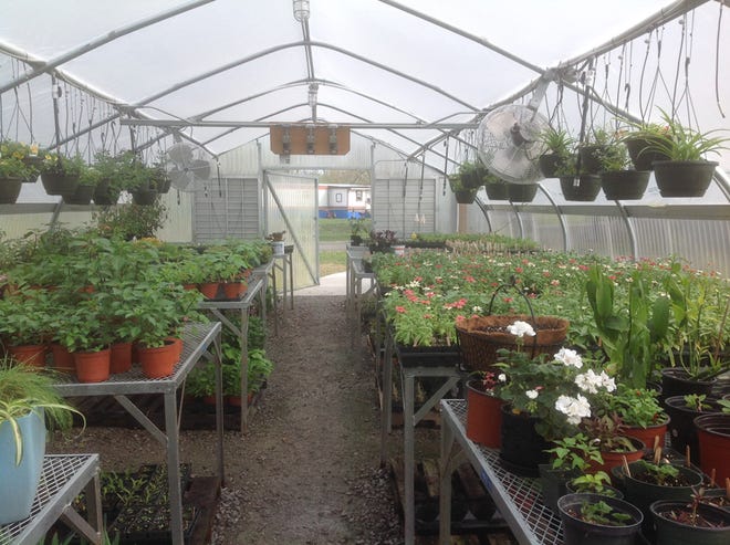 The Tri-Parish Master Gardeners have been busy seeding and planting bedding plants for the upcoming Bedding Plant Sale Saturday, April 5 at the LSU AgCenter located across from the Zito Center on 25250 CM Mike Zito Lane. The sale will be held from 8 a.m. – noon.