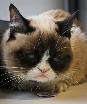 Grumpy Cat, an Internet celebrity cat whose real name is Tardar Sauce, is photographed on Friday April 4, 2014 in New York. Known for her facial expression, her owner Tabatha Bundesen says that Grumpy Cat's permanently grumpy-looking face is due to feline dwarfism. (AP Photo/Bebeto Matthews)
