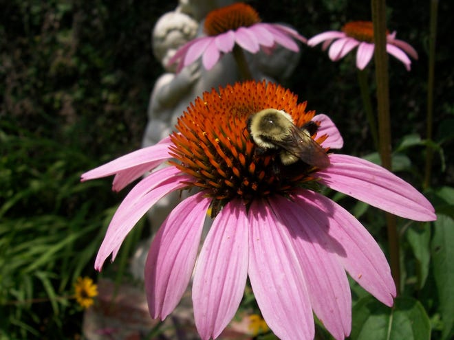Purple coneflower may not be the most persistent perennial for Craven County landscapes, but its beauty and value to pollinators make it well worth the extra trouble and occasional replanting.