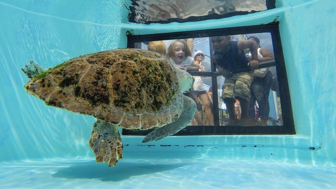 Children watch Bianca, a loggerhead turtle, swim in her tank during her recovery at the Loggerhead Marinelife Center, during TurtleFest in Juno Beach on April 5 2014. The free event, hosted by the center, featured educational programs, live music and food.