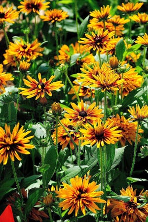Gold Rush gloriosa daisy will light up your garden during the warm growing season, attracting butterflies and providing cut flowers for the vase.