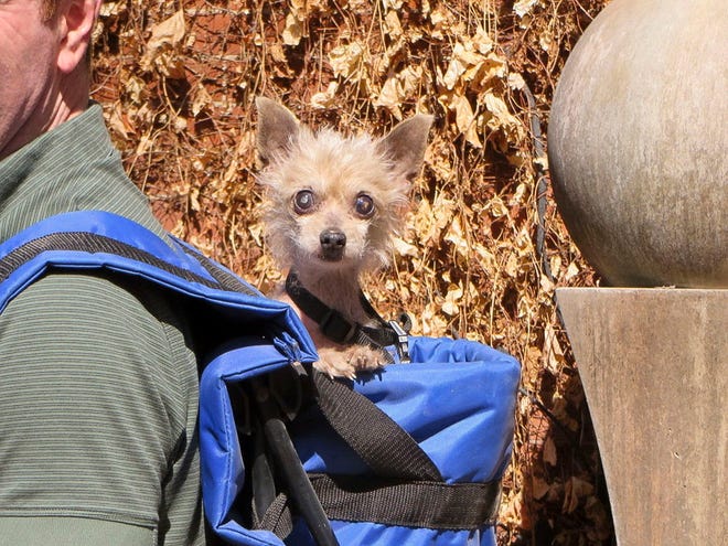 Phyllis, a Chihuahua-poodle mix, peers out of Steve Greig’s backpack during a walk near the Colorado-Nebraska border. Greig found the 10-year-old dog on Erin O'Sullivan's "Susie’s Senior Dogs" Facebook page, but the nearly hairless dog also came with problems. She is blind, weak, had sores on her face from trying to escape her cage, and lost all her hair to an infection, Greig said. In February, he took in Phyllis because he didn't have hope she would be adopted from a shelter otherwise.