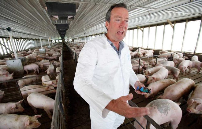 FILE - In this July 9, 2009 file photo Dr. Craig Rowles stands with hogs in one of his Carroll, Iowa, hog buildings. The farmer and longtime veterinarian did all he could to prevent porcine epidemic diarrhea from spreading to his farm, but despite his best efforts the deadly diarrhea attacked in November 2013, killing 13,000 animals in a matter of weeks. PED, a virus never before seen in the U.S. has killed millions of pigs in less than a year, and with little known about how it spreads or how to stop it, it's threatening pork production and pushing up prices by 10 percent or more. (AP Photo/Charlie Neibergall, File)