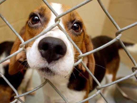 A beagle peers out from a pen at Cleveland County Animal Control. The shelter now plans to eliminate its gas chamber, remove the drop pens from the front of the building, and extend its adoption hours by 16 hours a week.
