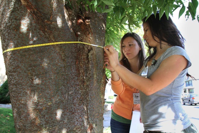 Cindy Kwolek, left, of Warwick, and Amanda Reposa, of Providence, survey trees on Modena Avenue in Providence in October. The interns were among several teams collecting data about Providence’s trees for a forestry database.