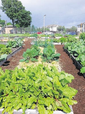 The Middletown Community Garden is open to city residents.