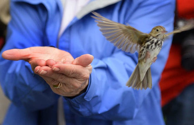 Steve Bisson/Savannah Morning News - An oven bird takes flight after the banding process.