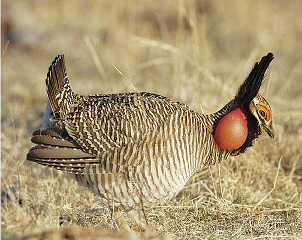 ‘Threatened’ status argued in prairie chicken squabble