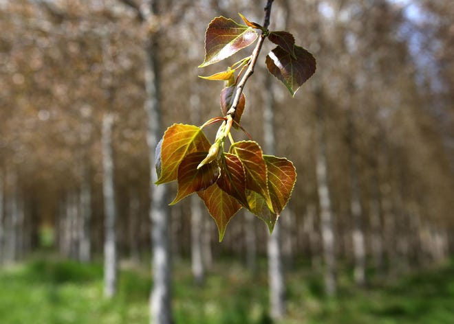 A poplar variety with reddish leaves, one of eight varieties of poplar irrigated with wastewater and biosolids, has prompted concerns that the trees may be unhealthy or dying. (Brian Davies/The Register-Guard)