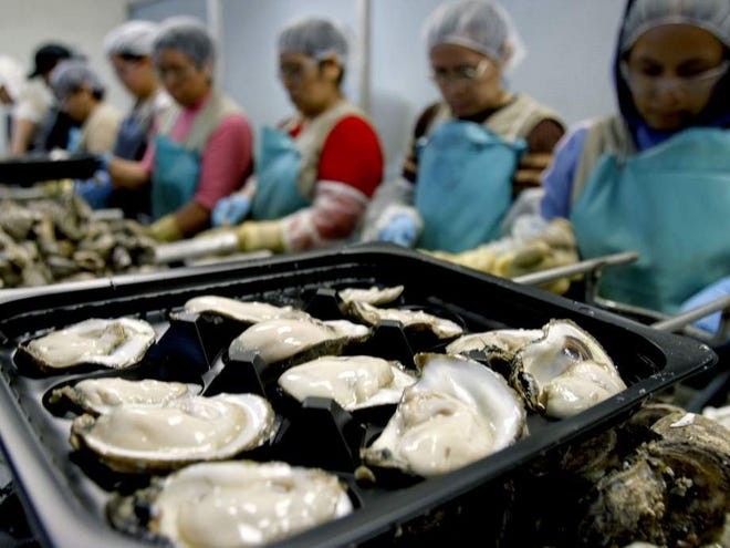 An assembly line of workers shuck oysters at Motivatit Seafood in Houma on June 26, 2010. Company owner Mike Voisin is among those suing the federal government to block new rules that could force them to pay higher wages to temporary foreign workers.