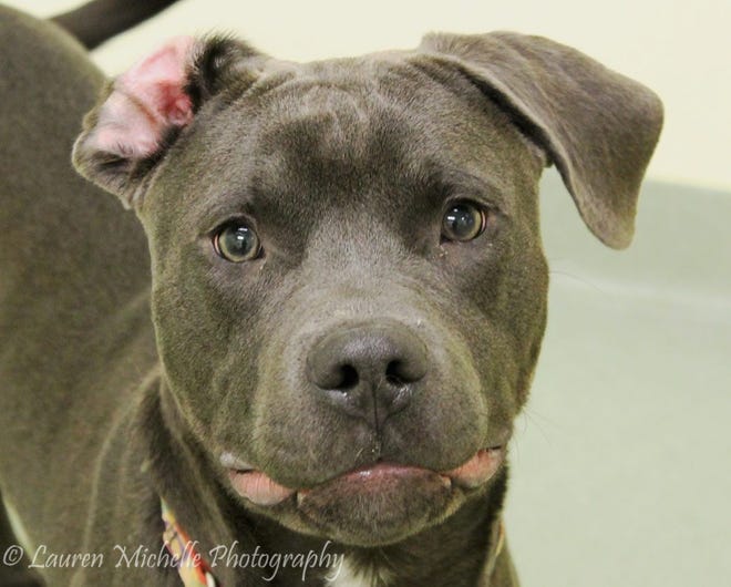 My name is Durwood and I am a Lab/pitt bull mix boy about 1 year old. I love going for walks and playing with toys. I would love to have a big fenced-in yard so I could run around and play. I am looking forward to you coming to meet me soon.